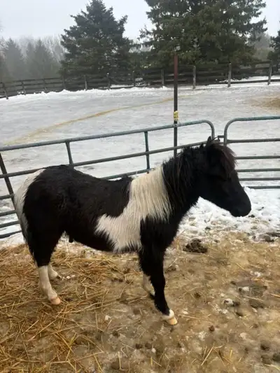 MINIATURE HORSE FOR SALE, View more