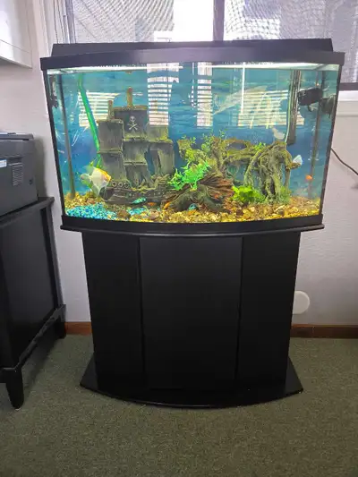 Well established bow front aquarium that requires very little maintenance. Well established biologic...