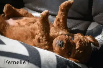 Notre belle Charlie a eu une magnifique portée de chiots qui seront prêts pour adoption le 9 juillet...