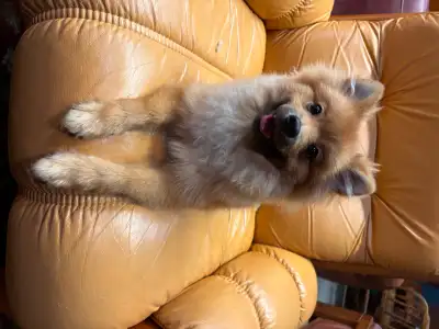 Meet Chess – Your Future Fluffy Best Friend! Born March 1st, 2025, Chess is the ultimate combination...