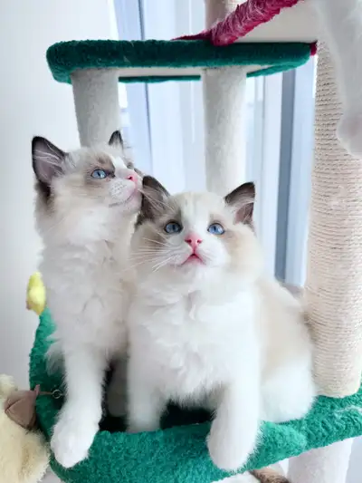 Purebred Ragdoll kitten, View more