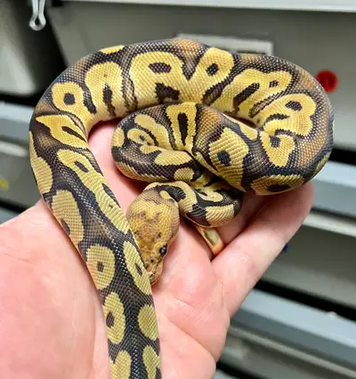 Available Ball Pythons Males: - [2025-10-01] OD Mahogany Clown 50% Het Hypo (Pic 1) $350 Females: -...