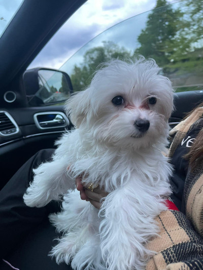 rehoming Maltese puppy