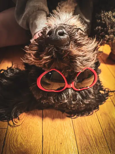 Bernshedoodle (3 yrs), View more