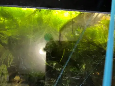 I'm selling some moneywort，guppy grass, View more