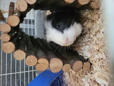 Free, Two guinea pigs to go to a good home., View more