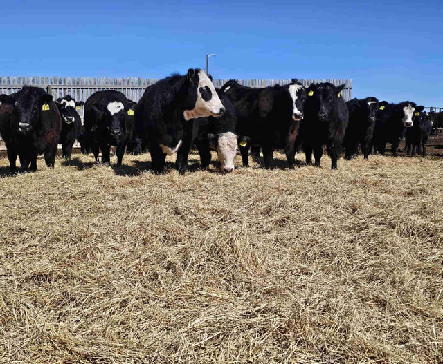 Top Quality Black Brockle Face Replacement Heifers  in Livestock in Lethbridge - Image 2