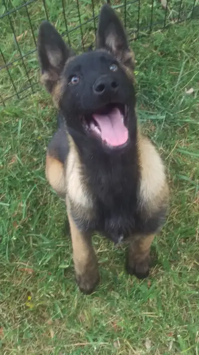 Against Robbery these difficult times Best guardian long lived dog. Reg. Belgian Malinois trained 10...