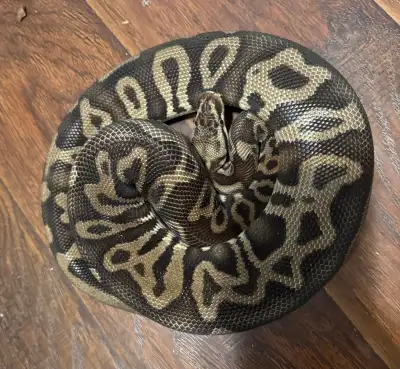 Male PB Pastel Leopard Het Clown, View more