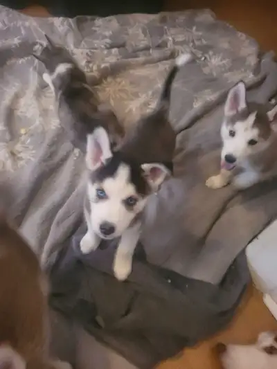Chiots Husky à vendre., View more