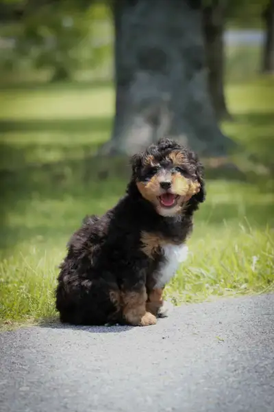 Mini Whoodle puppies for sale, View more