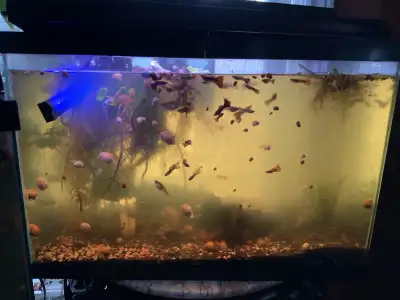 20 gal tank with filter, guppies and snails, View more