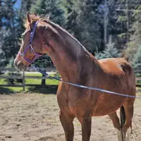 10 year old gelding for companion