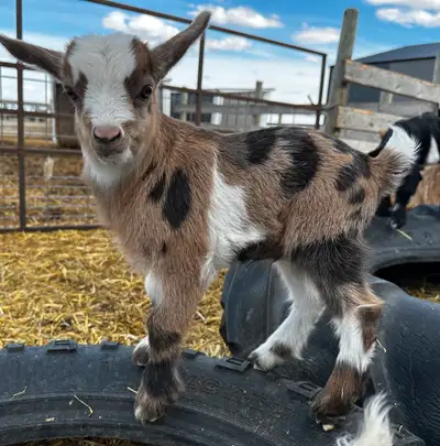 Fainting (Myotonic) Goat Kids, View more