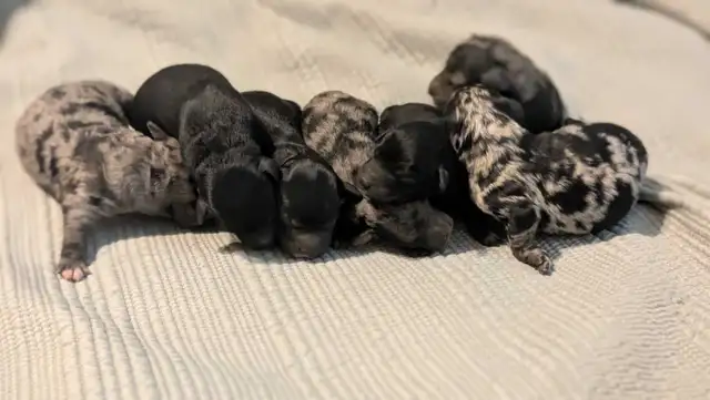 Mini Sheepadoodle Puppies in Dogs & Puppies for Rehoming in Vernon - Image 9