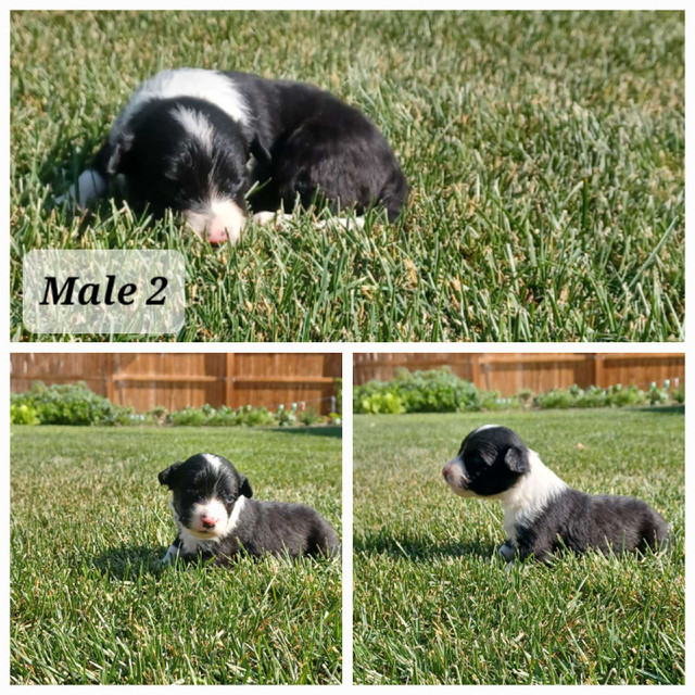 Puppies for Sale in Dogs & Puppies for Rehoming in Lethbridge - Image 2
