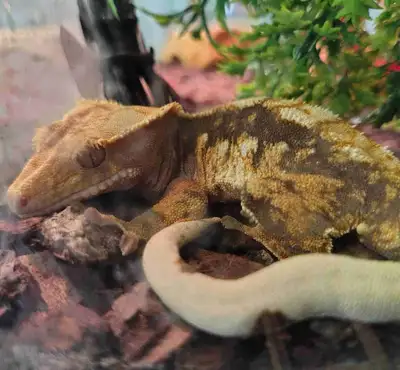 crested gecko, View more