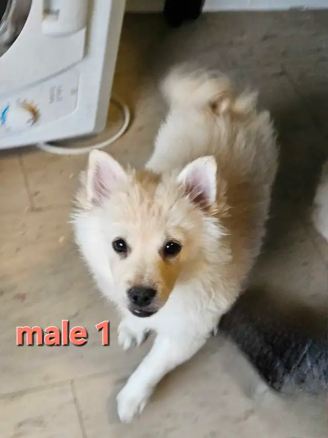 Victoria Day Price DropAdorable Pomeranian Mix Puppies in Dogs & Puppies for Rehoming in City of Toronto - Image 5