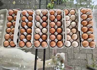 Oeufs frais de la fermette à Laval, View more