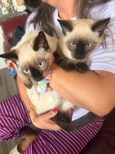 Siamese Kittens, View more