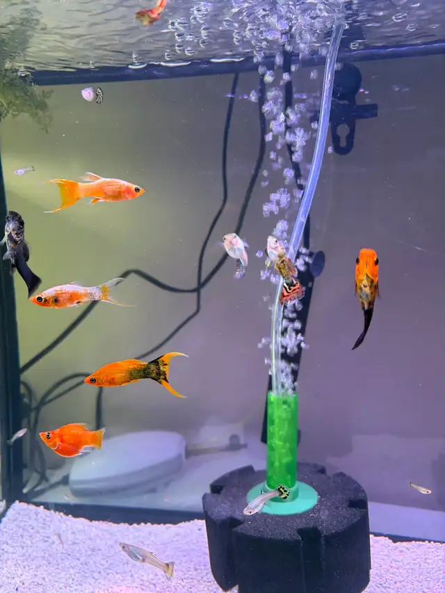 mollies and guppies  in Fish for Rehoming in Richmond - Image 7