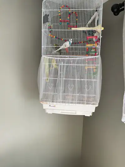 Four young budgies for sale with the cage . They are less than a year old. There is a blue and white...