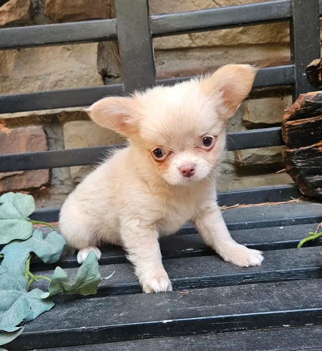 Beautiful  Chihuahua  Puppies Starting at $900 in Dogs & Puppies for Rehoming in City of Toronto - Image 3