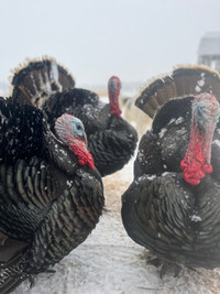 Ridley Bronze Turkey HATCHING EGGS