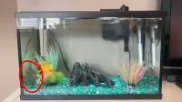 Fish tank with cichlid fish