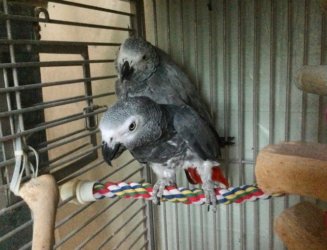 Congo African Grey Breeding Pair in Birds for Rehoming in St. Catharines - Image 3