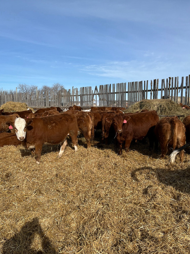 Open heifers for sale in Livestock in La Ronge