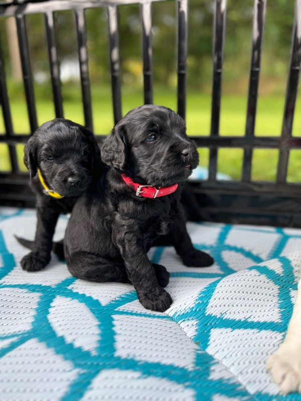 F1B ENGLISH GOLDENDOODLESFLEECE/CURLY COATS Dogs & Puppies for Rehoming London Kijiji