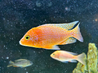 High quality African cichlid fish males  
