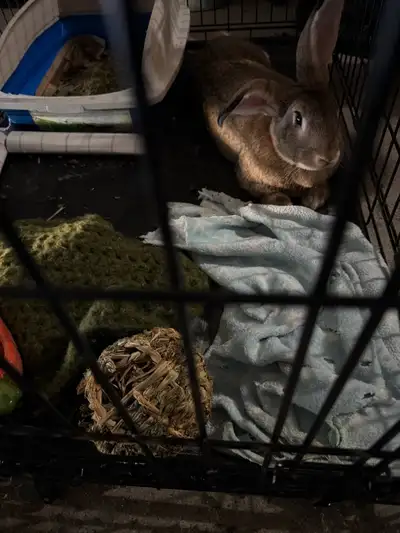 This rabbit is already later train and ready for his new home. The price is high because it does tak...