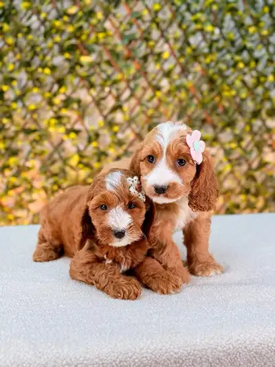 We have a few little once looking for loving hones- playful, friendly, and raised right in our famil...