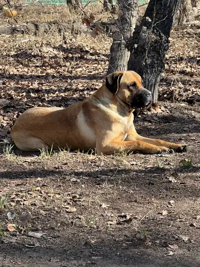 Boston is a 5 year old male Cane Corso/ Bull Mastiff dog. He is extremely intelligent and teachable....