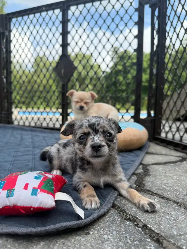 long haired chihuahua puppies in Dogs & Puppies for Rehoming in Markham / York Region - Image 6