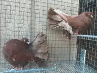 Fantail Pigeons