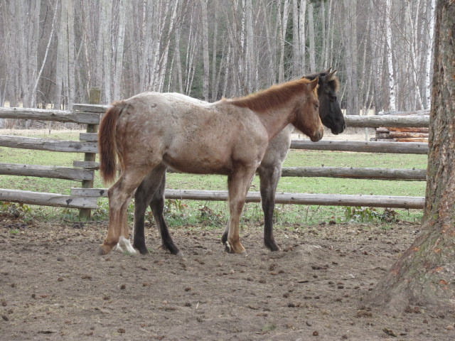 AQHA & APHA   Yearlings  CBHI in Horses & Ponies for Rehoming in Kamloops - Image 4