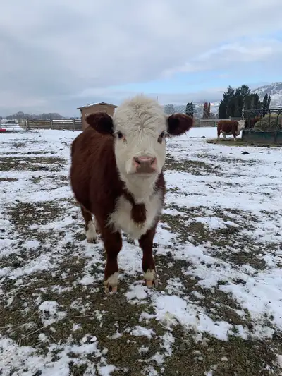Miniature Hereford heifer calf, View more