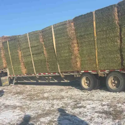 57 third cut alfalfa bales Baled dry weigh 950 pounds Text or call 204-245-0691 Can arrange trucking
