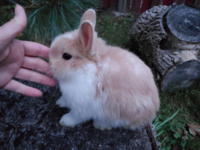 EXTRAORDINARY NETHERLAND DWARF AND LIONHEAD BABY BUNNY RABBITS in Small Animals for Rehoming in City of Halifax