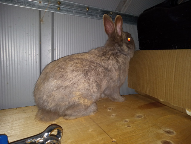 Little cute bunnies for sale in Small Animals for Rehoming in Oshawa / Durham Region - Image 2