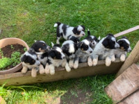 *Colourful* Australian Shepherd ~ Blue Heeler Puppies