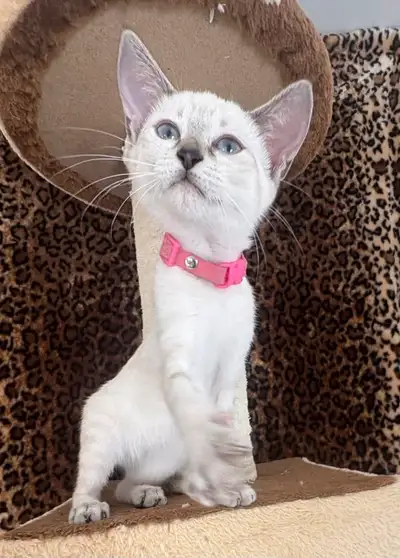 Chaton Savannah femelle F5 snow (collier rose), View more