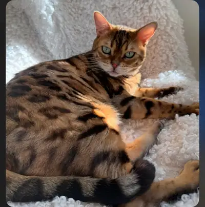 Bengal cat 2 years old, View more