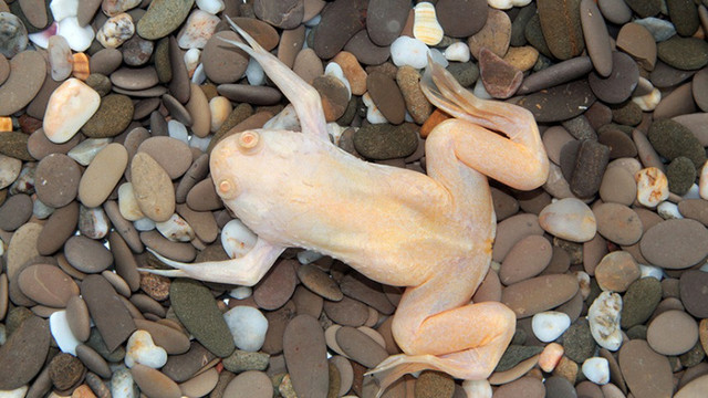 COOL ALBINO CLAWED FROGS in Fish for Rehoming in North Bay - Image 3