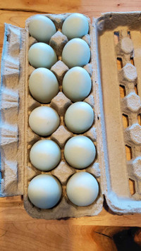 Americauna  fertilized eggs 