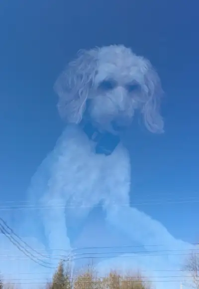 Wanting to adopt a Goldendoodle or Labradoodle, View more
