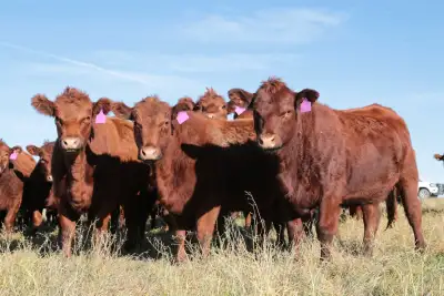 These are moderate framed heifers designed to be easy keeping, raised on ranch grass. No need for pa...